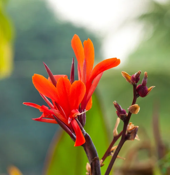 Bellissimi fiori primaverili — Foto Stock