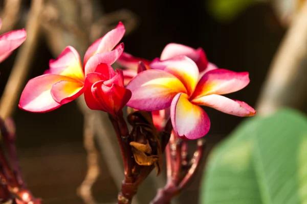 Frangipani, plumeria λουλούδια — Φωτογραφία Αρχείου