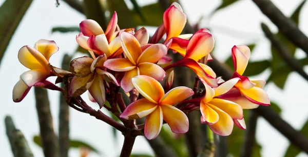 Keře, květiny plumeria — Stock fotografie