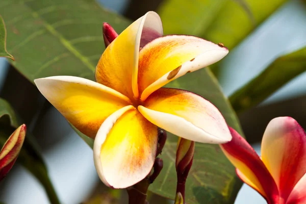 Frangipani, plumeria blommor — Stockfoto