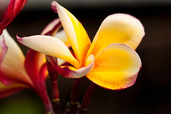 Keře, květiny plumeria — Stock fotografie