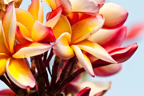 Frangipani, plumeria λουλούδια — Φωτογραφία Αρχείου