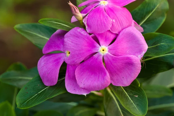 Lindas flores de primavera — Fotografia de Stock