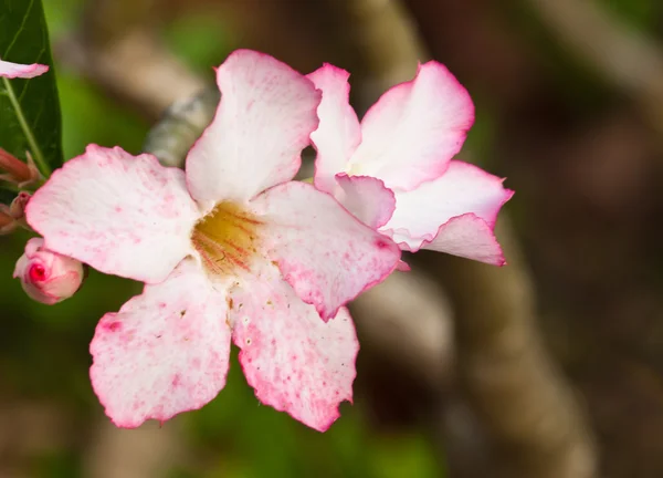 Розовая импала — стоковое фото