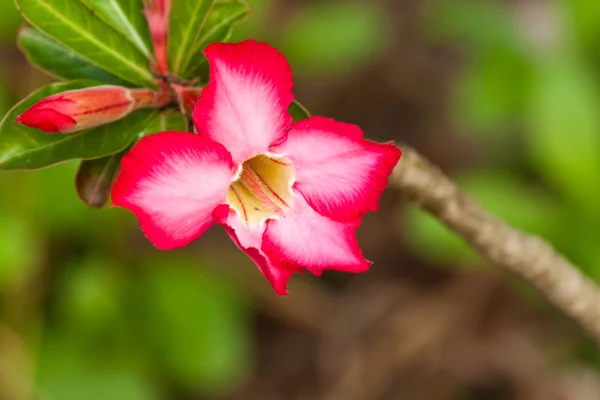 Pink impala lily close up — Stock Photo, Image