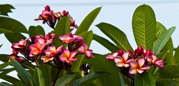 Frangipani,Plumeria flowers — Stock Photo, Image