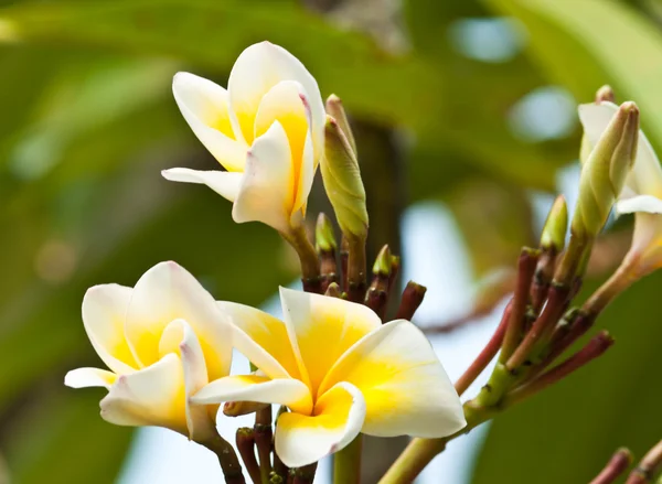 Frangipani, Flores de Plumeria —  Fotos de Stock