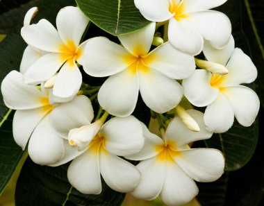 Güzel bahar çiçekleri