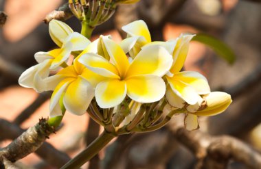 Frangipani, plumeria çiçekler