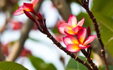 Frangipani, plumeria çiçekler