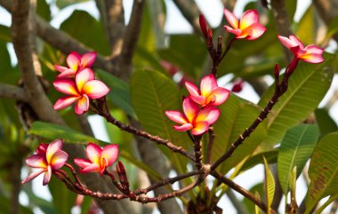 Frangipani, plumeria çiçekler