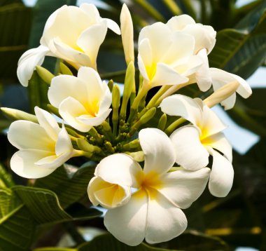 Frangipani, plumeria çiçekler