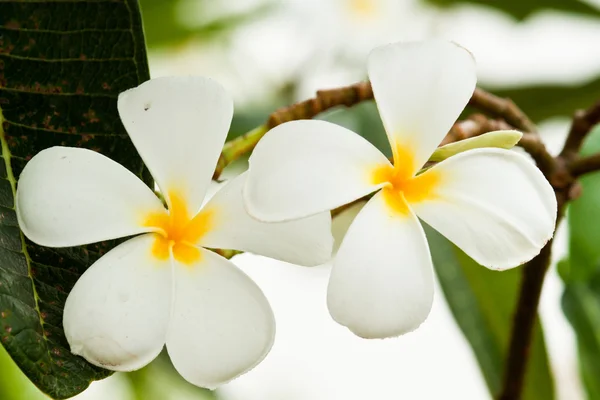 Vackra vårblommor — Stockfoto