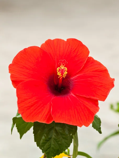 Schöne Frühlingsblumen — Stockfoto