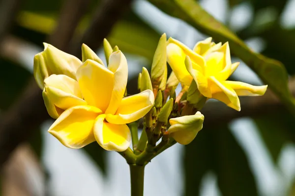 Frangipani, plumeria bloemen — Stockfoto