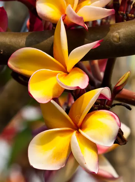 Frangipani, plumeria λουλούδια — Φωτογραφία Αρχείου