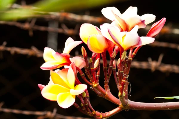 Frangipani, plumeria kwiaty — Zdjęcie stockowe