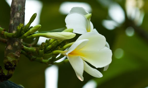 Frangipani, plumeria kwiaty — Zdjęcie stockowe