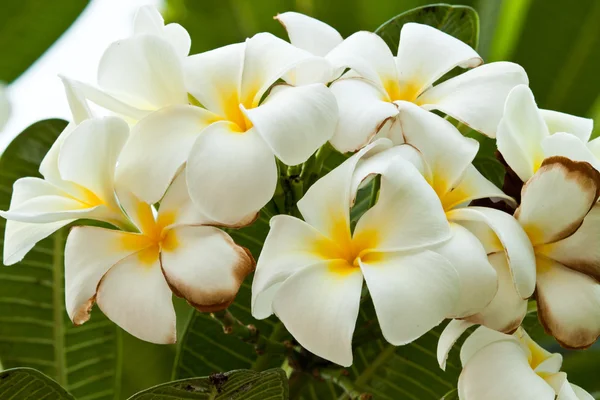 Frangipani, Flores de Plumeria —  Fotos de Stock