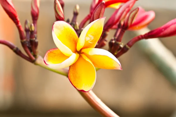 Frangipani, plumeria kwiaty — Zdjęcie stockowe