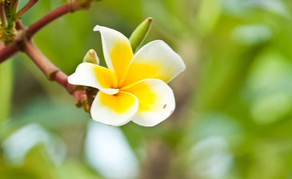 Frangipani, plumeria kwiaty — Zdjęcie stockowe