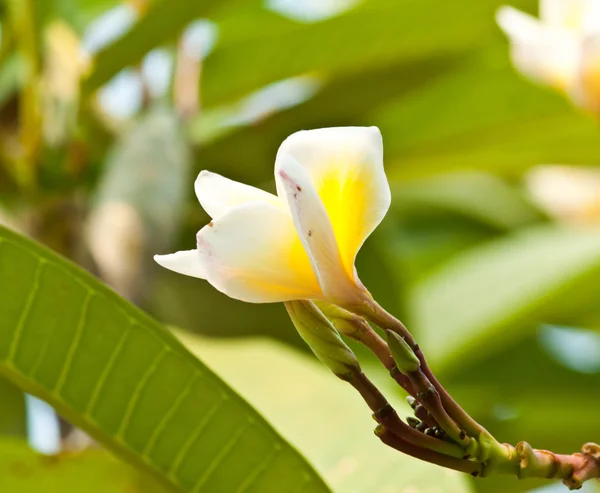 Keře, květiny plumeria — Stock fotografie