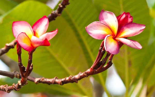 Keře, květiny plumeria — Stock fotografie