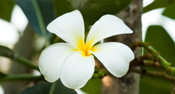 Frangipani, plumeria blommor — Stockfoto