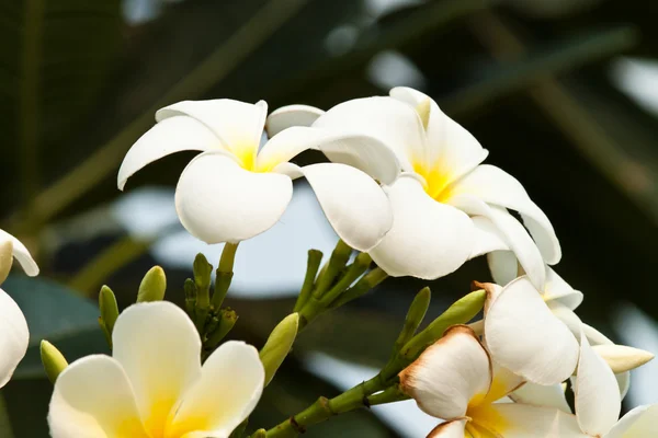 赤素馨花、 鸡蛋花 — 图库照片