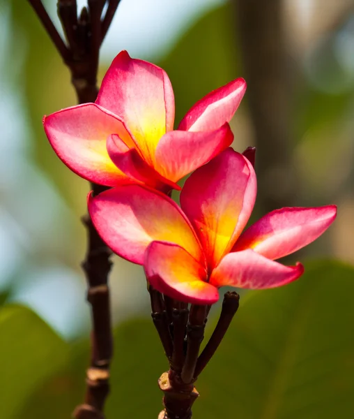 Frangipani, plumeria λουλούδια — Φωτογραφία Αρχείου