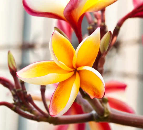 Frangipani, plumeria kwiaty — Zdjęcie stockowe