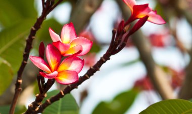 Frangipani, plumeria çiçekler