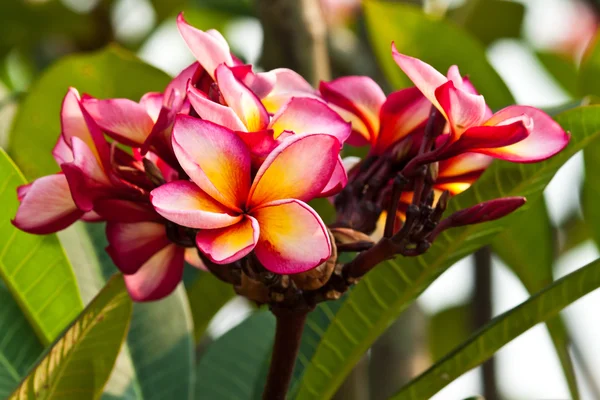 Frangipani, plumeria blommor — Stockfoto