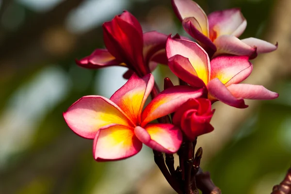 Frangipani, Flores de Plumeria — Foto de Stock