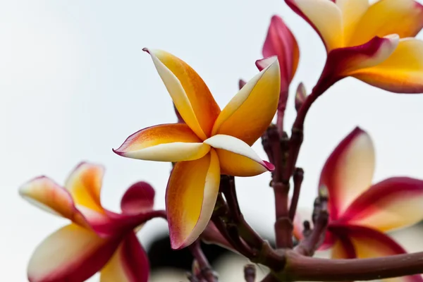 Frangipani, plumeria blommor — Stockfoto