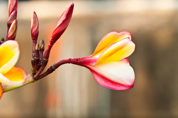 Frangipani,Plumeria flowers — Stock Photo, Image