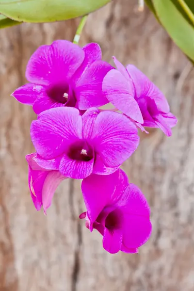 Schöne lila Orchidee — Stockfoto