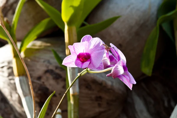 Beautiful purple orchid — Stock Photo, Image