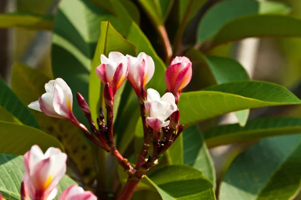 Frangipani, Fiori di Plumeria — Foto Stock