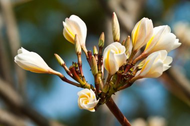 Frangipani, plumeria çiçekler