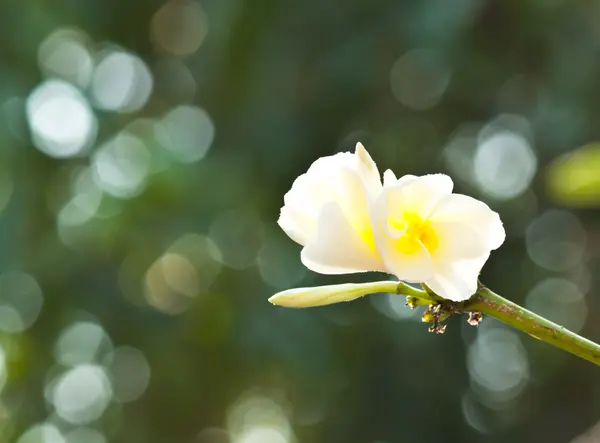 Frangipani, Pflaumenblüten — Stockfoto