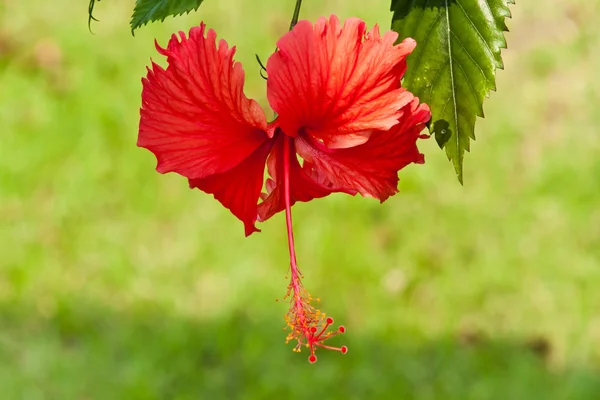 Rote Hibiskusblüte — Stockfoto