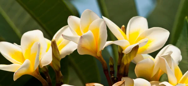 Frangipani, Flores de Plumeria — Foto de Stock