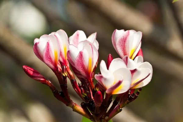 Frangipani, flori Plumeria — Fotografie, imagine de stoc