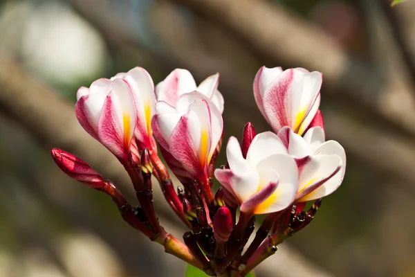 Frangipani,Plumeria flowers — Stock Photo, Image