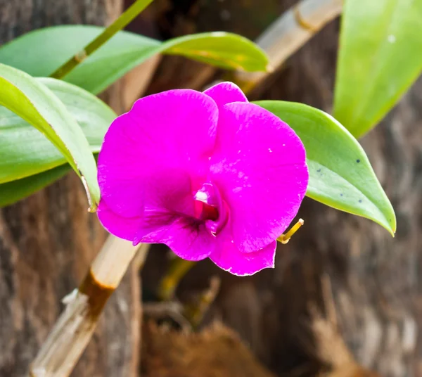 Hermosa orquídea púrpura —  Fotos de Stock