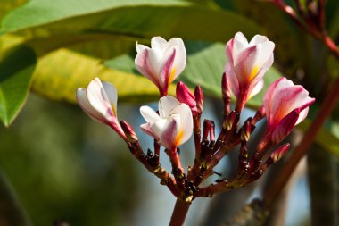 Frangipani, plumeria çiçekler