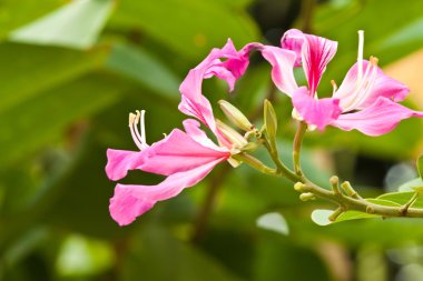 Güzel bahar çiçekleri