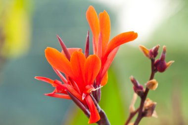 Güzel bahar çiçekleri