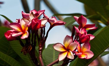 Frangipani, plumeria çiçekler